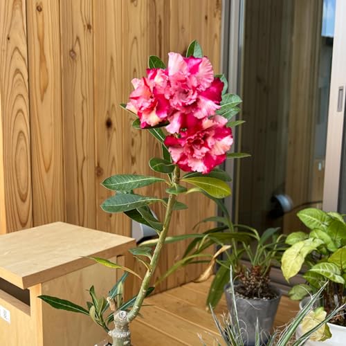 『441.俺たちの植物自慢(ゲストあり)』のカバーアート