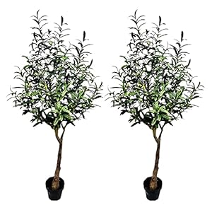 AMERIQUE Pair Gorgeous & Uniqu...