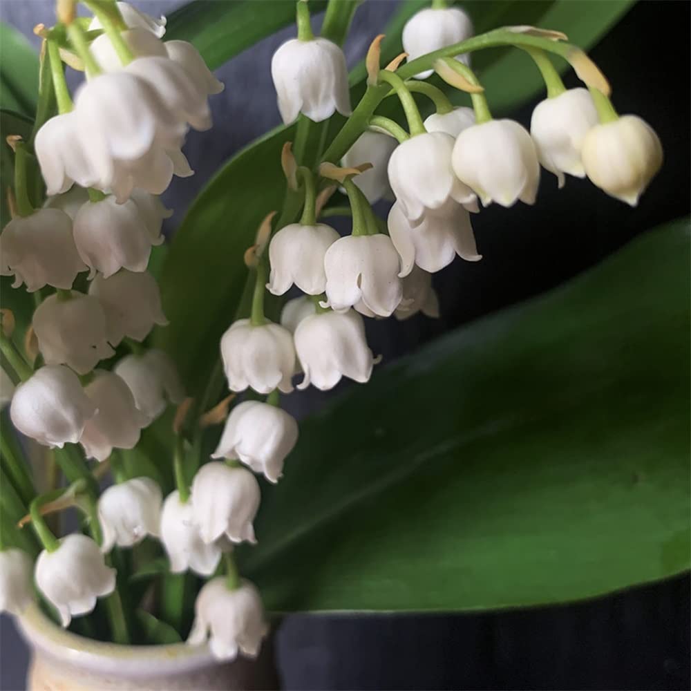 Qhaitang Lily Of The Valley Roots Fall Or Spring Planting | Desertcart  Seychelles, image size:1000x1000