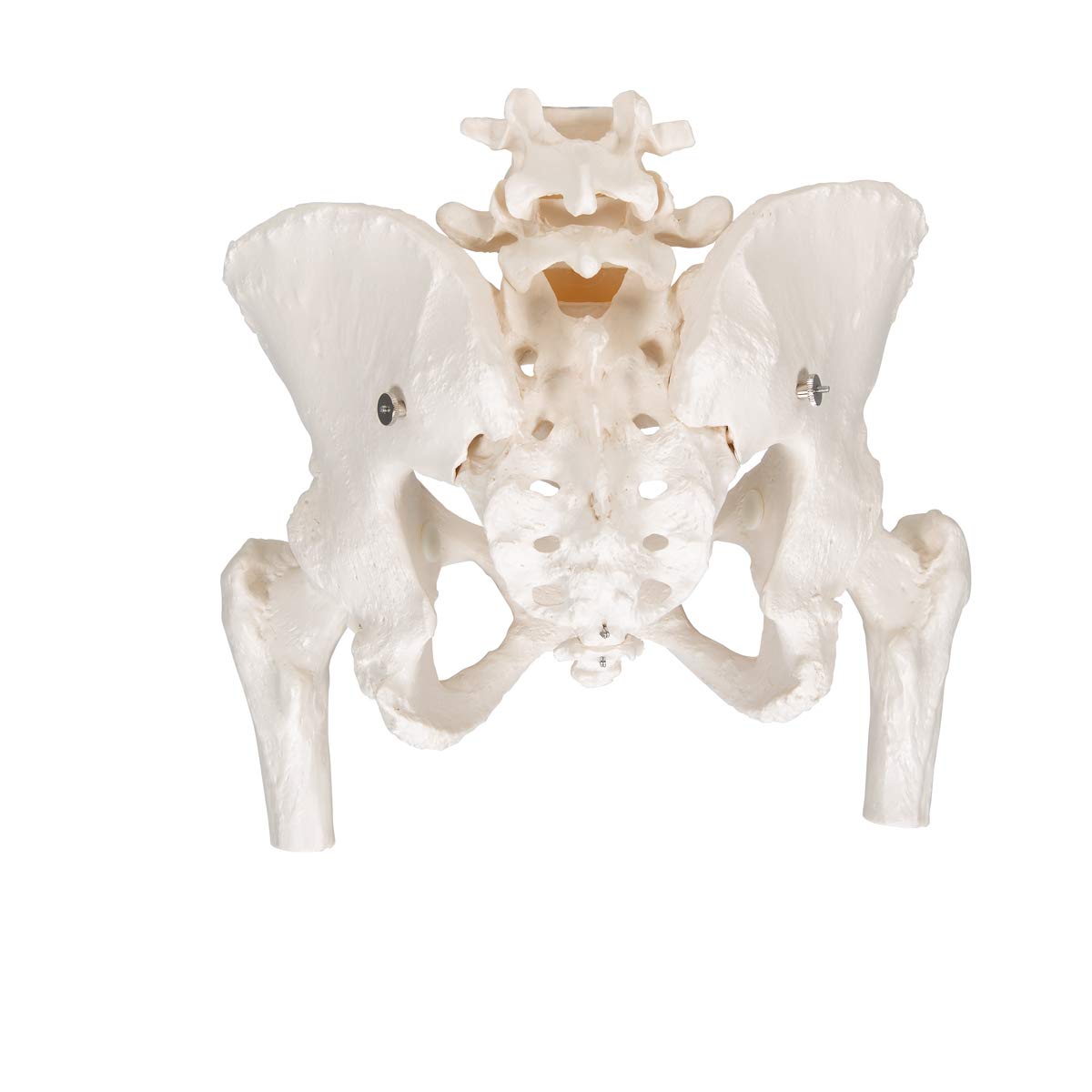 3B Scientific® Bacino Scheletrico Femminile – Modello a Grandezza Naturale con Sacro, Coccige, Sinfisi Mobile & Monconi Femorali + Smart Anatomy App (Garanzia di 5 Anni)