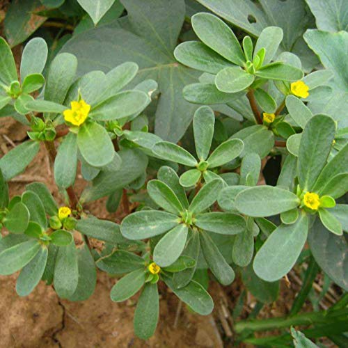Shiningbaby 500PCS Purslane Seeds Rare Evergreen Grass Edible Super Salad Greens Plant Seeds