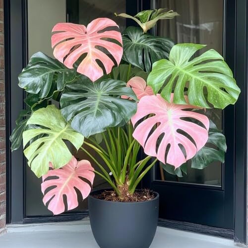 100pcs Green Pink Monstera Plant Seeds