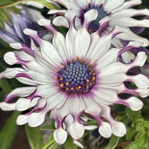 オステオスペルマム スプーン咲 サニーフィリップ 幼苗のサムネイル