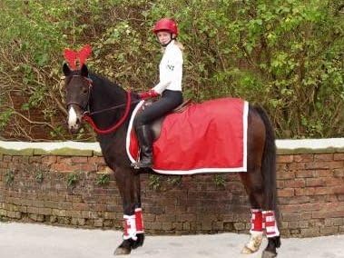Christmas Exercise Sheet For Horses & Ponies - One Size - Great for Christmas parties