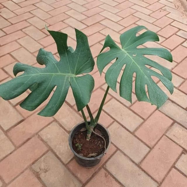 Monstera Deliciosa Big Leaves in 6 Inch Plant Natural Miniature Live home Garden Nursery Bag