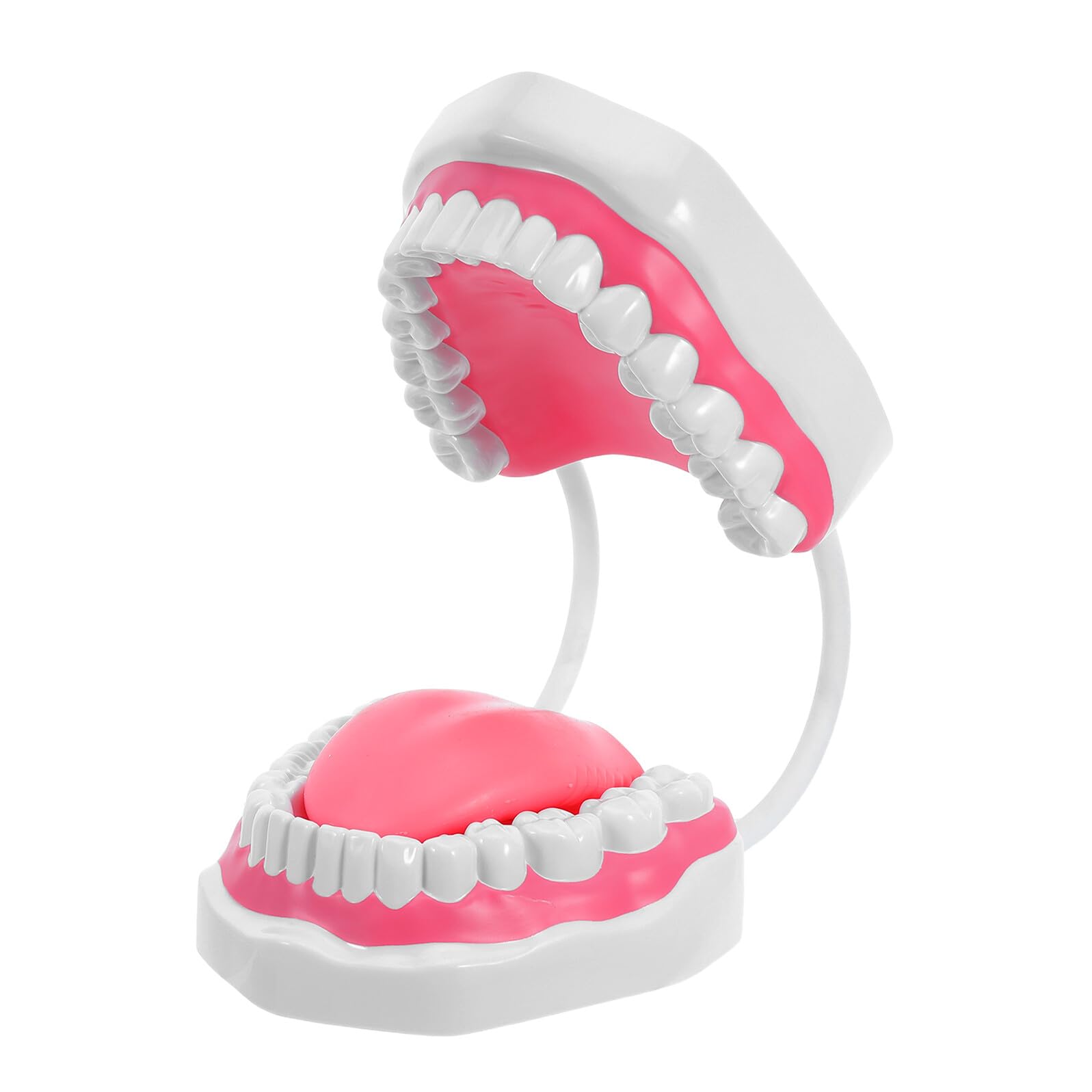 Zerodeko Modello Didattico dei Denti 6X Ingrandito in Plastica Bianca con Denti Finti per Formazione Odontoiatrica e Kit di Pulizia Orale per Studenti e Uso Educativo in Aula