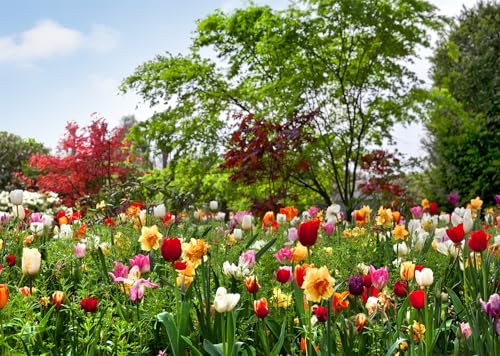 Toile de fond tulipes 2.1x1.5m pour sublimer vos photos d'anniversaire au jardin