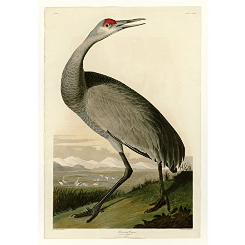 Meishe Art Poster imprimé rétro vintage oiseaux flamant rose rouge pélican animaux sauvages illustration décorative décoration murale d'intérieur (C)