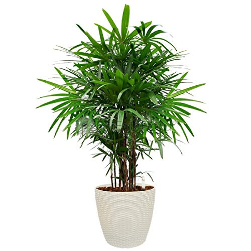 Natureworld Rhapis Palm Lady Palm Live Natural Plant with Pot Included Amazon.in Garden