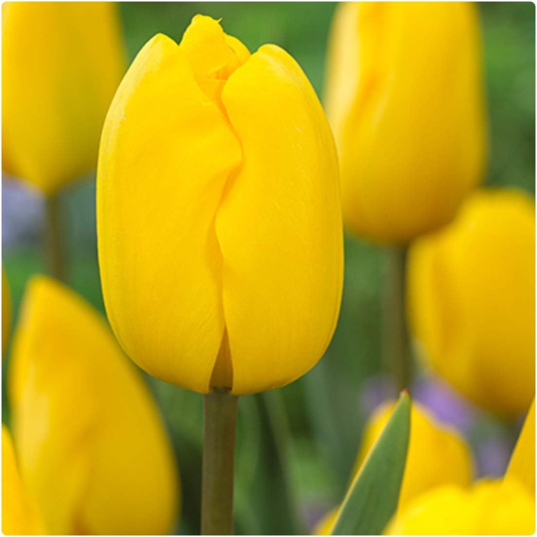 Tulip 'Jan Van NES' Yellow Triumph Tulips x 100 Spring Flowering Bulbs, by Growtanical®