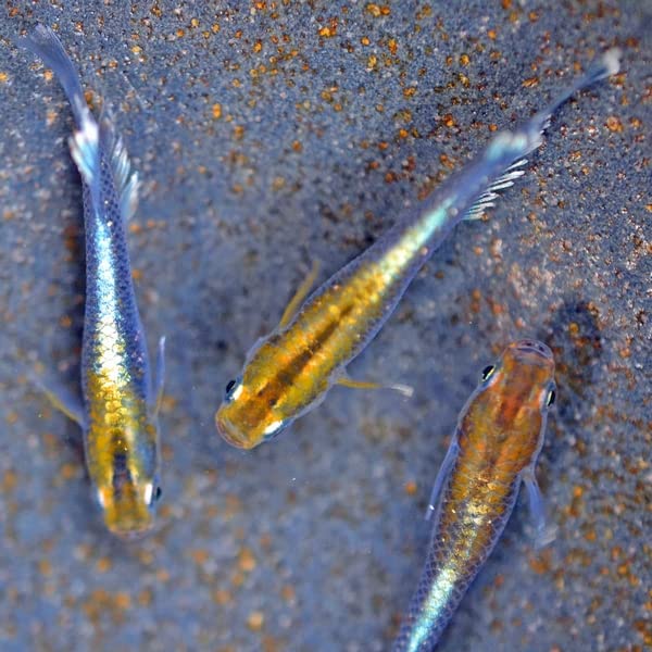 Amazon | 【めだか物語】レッドクリフめだか ダークタイプ 5匹セット