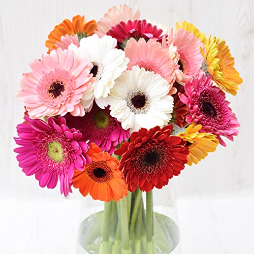 Greenchoice Flowers - Gerberas Daisies, Fresh Cut Flowers, Fresh Flowers for Delivery (Assorted, 60 Stems)