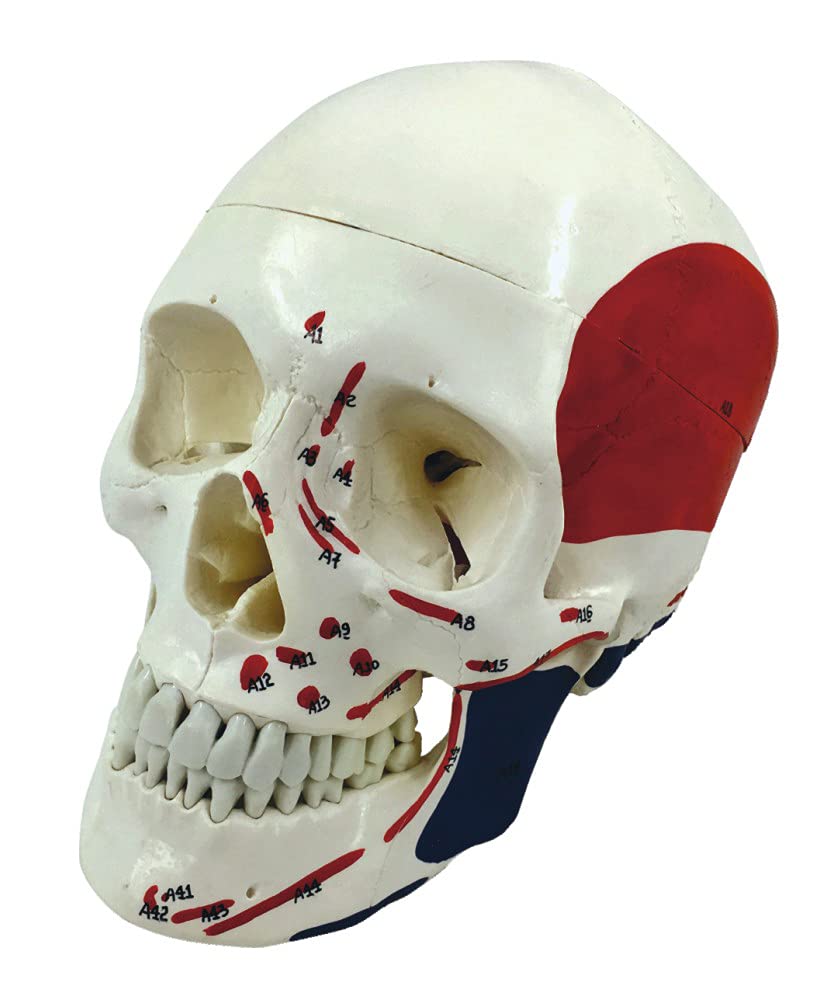 TeachingNest | Skull Model Life size Painted Numbered PVC | Anatomical Model (B097S3QTDP) Amazon Price History, Amazon Price Tracker