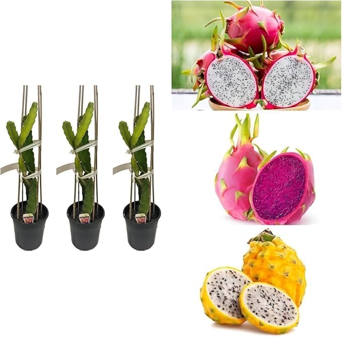 Image of Dragon Fruit Tree Plant Combo Pack of 3, Medium Size, Live Hybrid Dragon Fruit Plants for Home Garden, Terrace & Outdoor Gardening