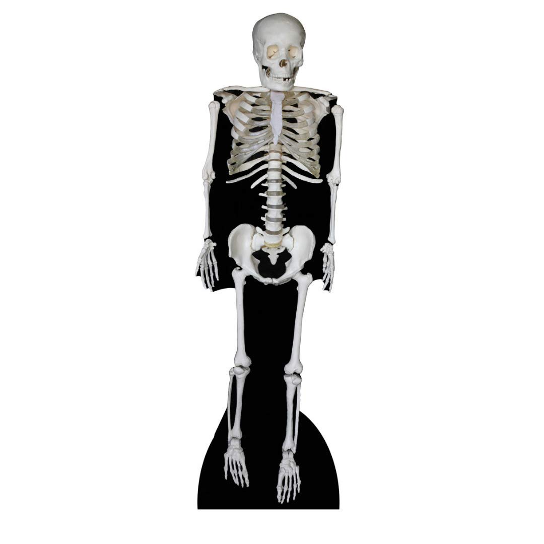 Star Cutouts Cut Out of Skeleton