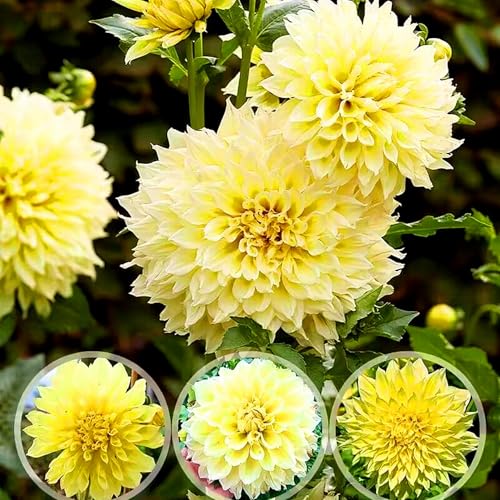 Bulbos de Dahlia, Acento Floral Sofisticado-6bulbos-A