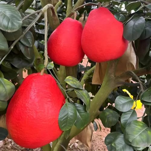 Image of All-Time12 Months Hybrid Grafted Guti Kolom Live Fruit Plant Original & Authentic Organic Tree for Outdoor Fast-Growing Fruit Plant Home Pack Of-1 (Red Batabi Fruit Plant, Medium)