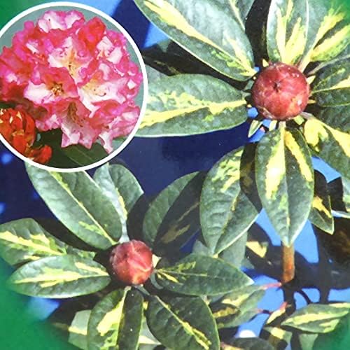 22年 4年保証 春 開花見込み株 西洋シャクナゲ シルビアゴールド 苗 苗木 接木２年生 ５号鉢 樹高約 30cm ギフト プレゼント 庭木 記念樹 常緑 セイヨウシャクナゲ 石南花 シンボルツリー 花鉢 鉢物 石楠花 ロードデンドロン 植木 生垣 鉢花