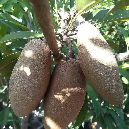 Image of All-Time12 Months Hybrid Grafted Guti Kolom Live Fruit Plant Original & Authentic Organic Tree for Outdoor Fast-Growing Fruit Plant Home Pack Of-1 (Thai Banana Chiku Plant, Medium)