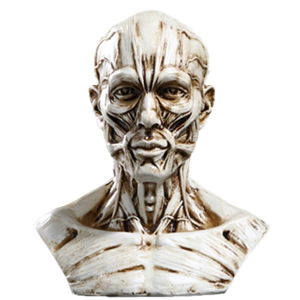 Voanzo White Resin Human Model Anatomy Skull Head Muscle Bone Medical Model Mini Size(White)