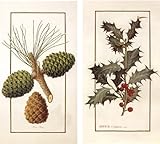 HomArt Large Decorative Botanical Holiday Matches