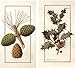HomArt Large Decorative Botanical Holiday Matches