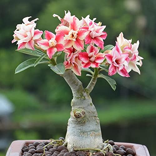 Wüstenrose Mehrjährig - Winterharte Pflanze Mit Seltenen Blütenfarben Für Garten & Balkon