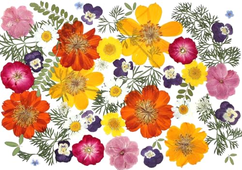 48 Pcs Mix Natural Dried Pressed Flowers for Edible Cake Decorating, Real Dry Flower for Resin Jewelry Making, DIY Art Crafts - Muticolor