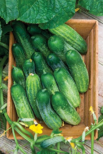 Burpee Fresh Pickles Pickling Cucumber Seeds 20 Seeds #TOP2