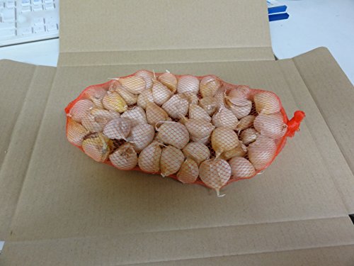 S󂠂 ɂɂ 500g XY oɂɂ