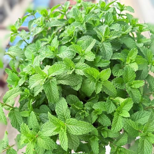 semi di menta marocchina biologica - balcone giardino 500pcs