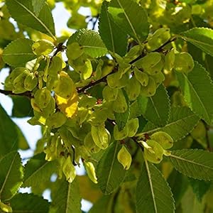5 reali cinesi semi olmo bozza dei bonsai olmo per giardino di casa impianto mini seme dei bonsai
