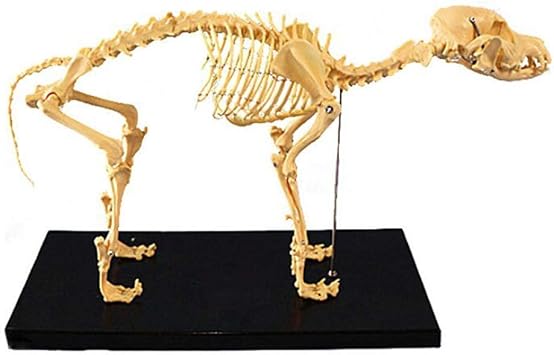 Amazon Co Jp 教育モデル犬の骨格骨モデル犬動物の解剖学教育モデル犬の骨格人間の生物学のための解剖学的モデル学校のための獣医のデモンストレーションツール おもちゃ
