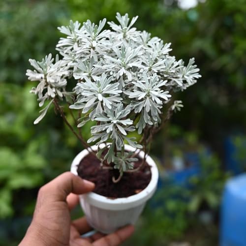 Image of Live English Lavender Plant with Pot | Lavandula Good Luck Decorative Herbal Plant | Fragrant Outdoor & Indoor Flowering Plant for Home Garden, Balcony & Terrace