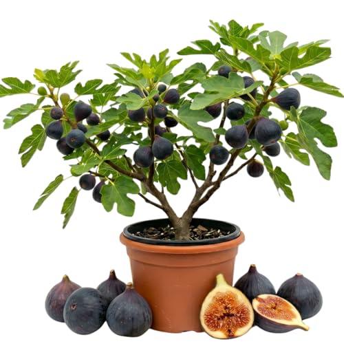 Fig Tree Live Plant 1 Gallon Pot Sweet Edible Fruit Ready to Grow Suitable for Gardens and Outdoor Planting No Ship to CA (Black)