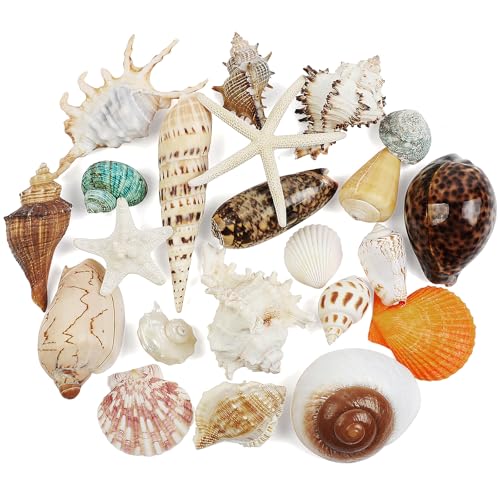 22 PCS Large Seashells Mixed Beach Sea Shells and...