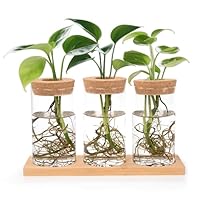 Yesaler Ableger Pflanzen Glas Propagation Station mit Holzdeckel Tablett Hydroponische Vase Anzuchtstation für Hydrokultur Pflanzen 3 Stück