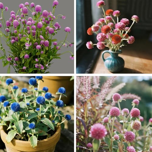 1000 Gomphrena Gobosa Flower Seeds, Annual Globe Amaranth Seed for Planting, Non-GMO Heirloom Gomphrena Gobosa Flower Seeds for Home Garden Outdoor