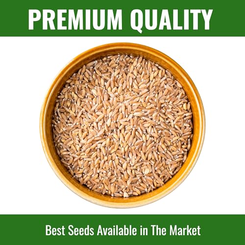 Image of Wheatgrass Seeds 800g | Organic, Non-GMO, Fast Growing Seeds for Juice, Detox, Microgreens & Pets | Cat-Friendly | High Nutrition Green Superfood | Easy to Grow at Home | Free Growing Guide Included