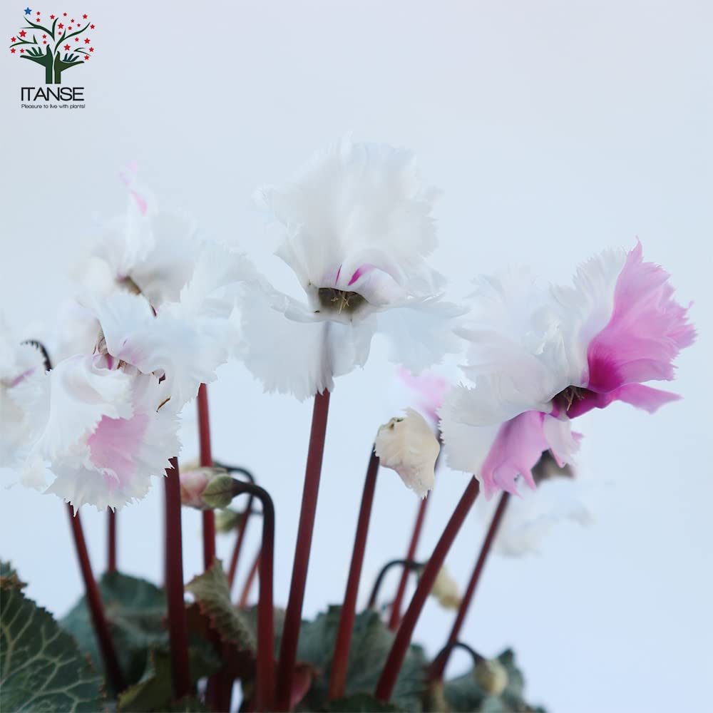 Amazon.co.jp: ITANSE シクラメン スワン ピンク絞り〜ピンク系