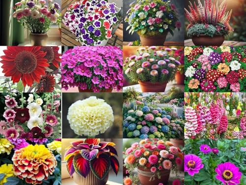 Image of NooElec Seeds India 1000+ SEEDS- All Seasons HYBRID EXOTIC Flower Seeds Combo Pack- 16 Variety of Flower SEEDS- All Year Seeds Supply.