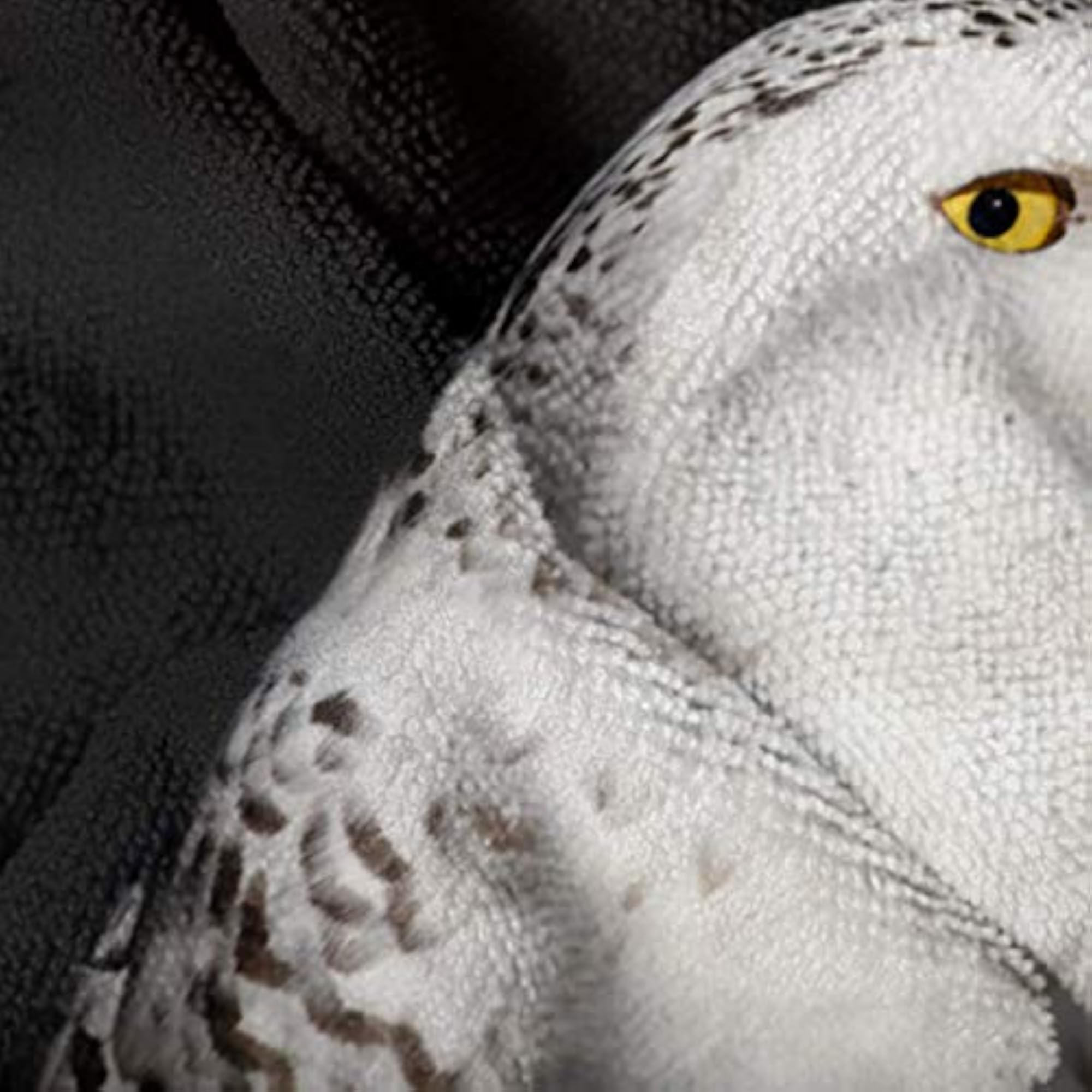 Rare White Owl Superfine Fiber Kitchen Washcloths Set