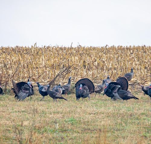 238: Justin Bruehl and Coby Sharp Talk Wildlife Conservation