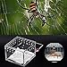 Pssopp Caja de cría de Reptiles, Caja de cría de Reptiles Transparente...