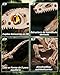 ROBOTIME Puzzle 3D Dinosaurio Kit para Adultos y Niños Imagen de ROBOTIME Puzzle 3D Dinosaurio Kit para Adultos y Niños
