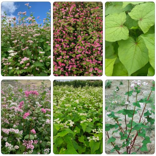 alforfón semillas de jardín de invernaderos balcón reverdecimiento tejados arbusto mariposas verano Camas elevadas para el jardín verdes comprar 350pcs