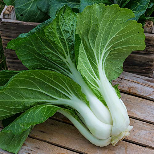 GARDENIFY INDIA PAK CHOI SEEDS (40 SEEDS/PACKET)