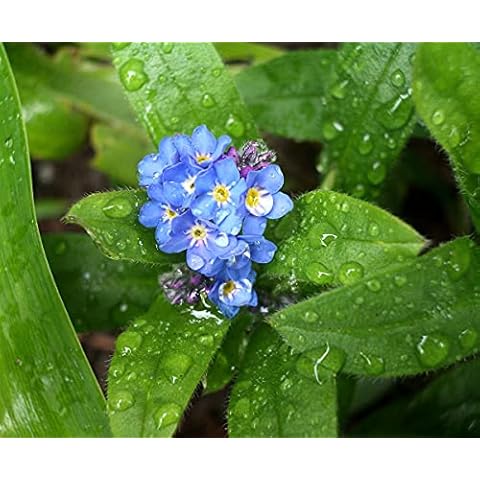 Myosotis Palustris Water Forget Me Not Plant Cover
