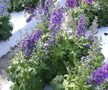 Delphinium Guardian Blue 1,000 Seeds