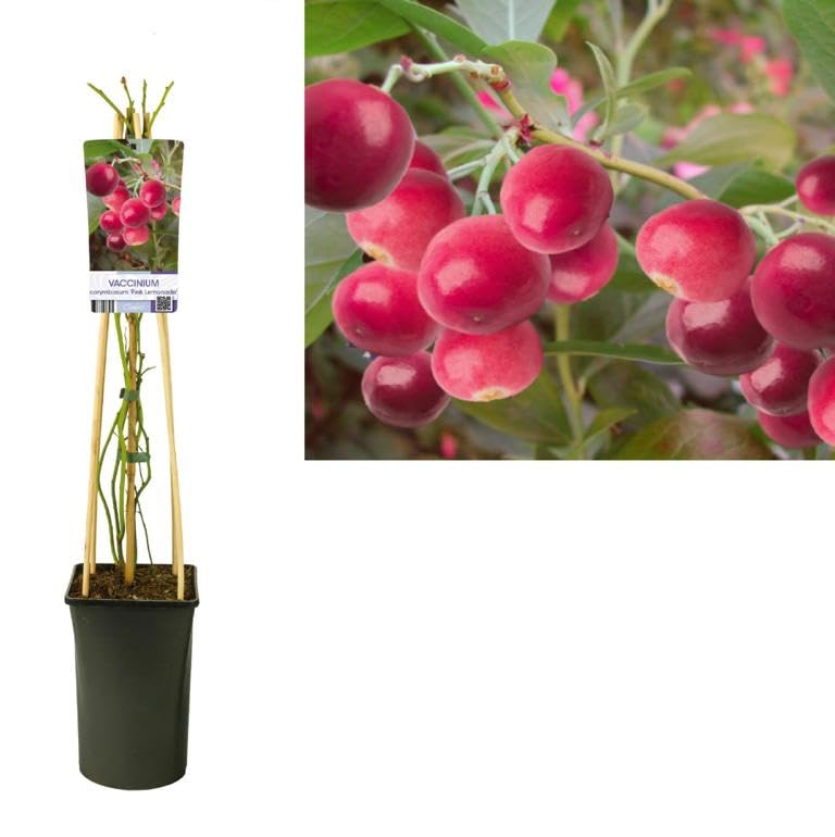 Heidelbeere ‘Pink Lemonade’ ® - Rosa Heidelbeere (Vaccinium corymbosum), Blaubeere im Topf, Zier- & Naschpflanze, winterhart, 50-70 cm Gesamthöhe inkl. Topf
